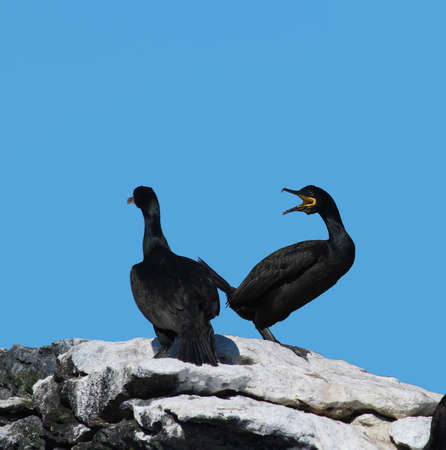 Two cormorants   Shag   sitting on a rock talking to each other の写真素材