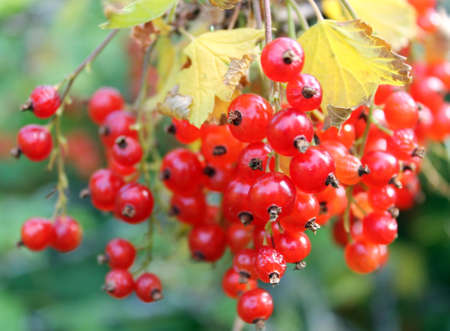 Redcurrant berriesの写真素材