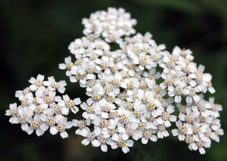 White flowerの写真素材