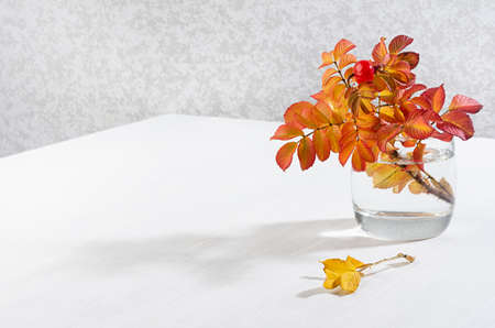Autumn bouquet of colorful rosehip leaves in glass vase in sunbeams on white wood table, copy space.