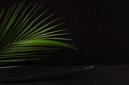 Green palm leaf at night summer shore as border, copy space.の写真素材