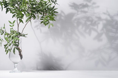 Green leaves with shadow on white wall, floor in sunlight, copy space.の写真素材