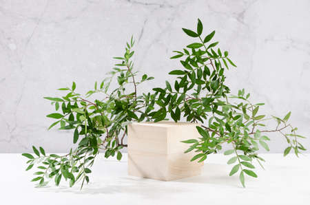 Spring design for presentation and product display - wood cube podium with green lush foliage, sunlight, shadow on white wood table and marble wall in sunlight.の写真素材