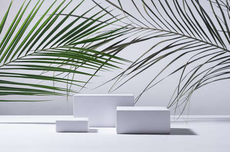 White podiums as winner in sunlight with shadow, green palm leaf on white background. Trend fashion summer showcase for cosmetic products, goods, shoes, bags, watches.の写真素材