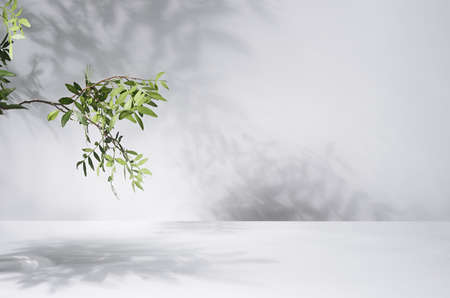 Sunny summer green leaves on branch with shadow on wall, floor in sunlight, copy space.の写真素材