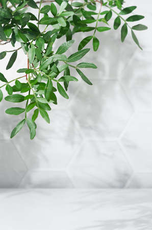 Fresh summer interior with green leaves in sun light with shadow on white marble tile wall, wood table, copy space, vertical.の写真素材