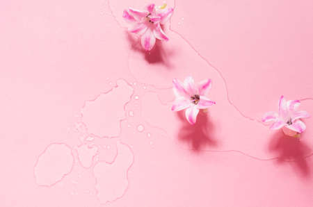 Delicate fresh flowers background with hyacinth buds in sunlight and water drops as border on pastel pink backdrop, flat lay, closeup.の写真素材