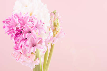 Elegant tender pink hyacinth bouquet for mothers day closeup with sun beam and sun flare flare on...