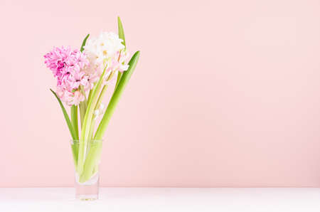 Gentle romantic spring flowers hyacinth in glass vase on white wood table and pink wall, copy space.の写真素材