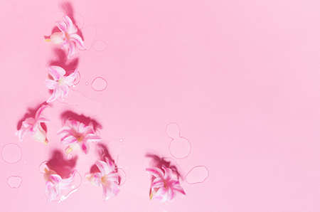 Spring pink hyacinth flowers with water drops as border, top view, copy space. Fresh cosmetic...