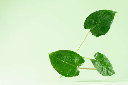 Green leaves with water drops flying on pastel green background.