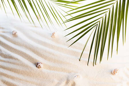White wavy sand, seashells and green palm leaves in sunlight with shadow as background. Summer vacation on tropical beach.の写真素材