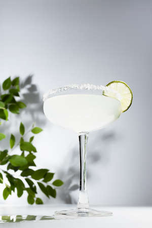 Refreshing summer citrus cocktail in glass goblet with sugar rim and slice lime with gin, green leaves in sunlight with shadows in minimal abstract white interior, vertical.の写真素材