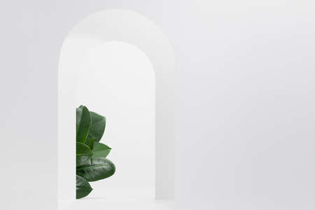 White arches decorated green ficus leaves with perspective as elegant stage template for presentation cosmetic product, goods, design, advertising in fresh spring eco simple style, copy space.の写真素材