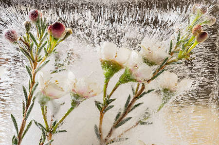 Spring white flowers sakura frozen in sunny light on dark black contrast background as season...