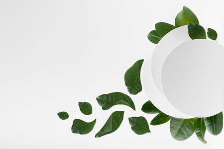 Spring bright fresh white abstract background with circles as frame for text with flow of flying tropical green leaves, copy space, backdrop for design, advertising, presentation cosmetic product.の写真素材