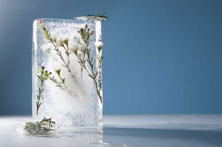 Art concept with frozen flowers in interior - white sakura flowers on green branch frozen in ice...