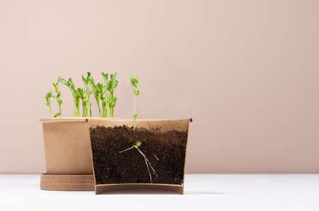 Gardening background - young peas sprouts potted in craft paper pots in cross section on white wood table. Structure of plant growth.の写真素材