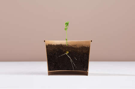 Young sprout potted in pot with invisiple edge on white wood table and beige wall. earth day...