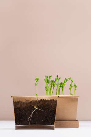 Young sprout of peas potted in container with invisible edge on white wood table, beige wall. earth...