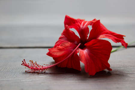 Lush red hibiscus flower on gray wooden background, macro, blur, copy space. bright tropical flower.の写真素材