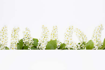 Fresh spring white bird cherry, green leaves in sunlight as border with white stripe for text on...