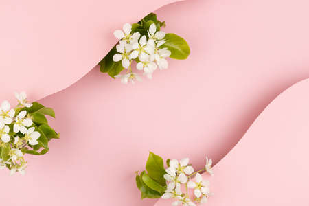 Summer holiday floral pink background with white apple tree flowers, green leaves, blank geometric...