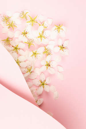 Wedding floral gentle pink background with white spring flowers, paper blank wave stripes for text...