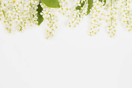 Beautiful fresh spring white flowers of bird cherry in row as season floral border on soft light white background, top view, copy space. Flower background for design, text, card, poster, advertising.の写真素材