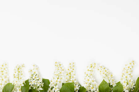 Fresh spring bunches of white bird cherry, green young leaves in sunlight as border on soft white color, copy space, top view. Romantic floral background for design, text, card, poster, advertising.の写真素材