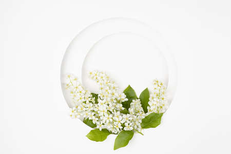 Summer white circle blank nich for text template with white bird cherry flowers on white background. Romantic floral background for advertising, branding identity, greeting card.の写真素材