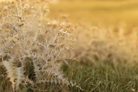 Autumn alpen meadow with lush dry barbed thistle in golden sunlights on sunset closeup with blur. Idyllic gentle herbal background of wild nature.の写真素材