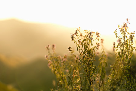 Autumn alpen valley with soft light purple meadow flowers and grass on mountain slope in golden...