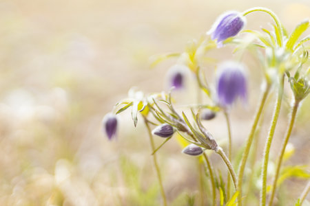 Beautiful spring flower - violet fluffy pasque-flower with buds, petals, green leaves in golden sunny day closeup, detail with blur on meadow. wild flower outdoor background.の写真素材