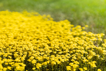 Saturated tiny yellow flowers blooming on spring meadow with green grass closeup, macro, detail, blur in sunshine with green grass. Joyful natural floral spring background.の写真素材