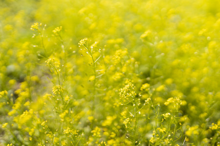 Blooming green spring meadow with tiny yellow flowers closeup, macro with blur and defocus on sunny...