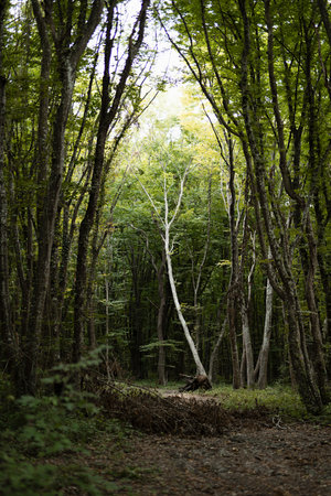 Lush green thicket with deciduous trees and footpath, summer gloomy and mystery park, vertical.の写真素材