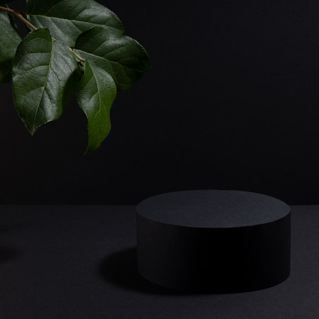 Black abstract stage one cylinder podium mockup, hang down fresh green tree twig in hard light in elegant summer night style, scene template for presentation cosmetic products, goods, design, square.の写真素材