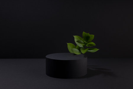 Black abstract stage with one circle podium mockup, bright tropical green leaves, template for presentation cosmetic products, goods, design, advertising, sale in summer vacation, spa resort style.の写真素材