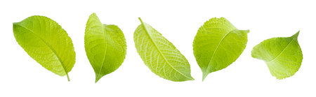 Young single green leaves with different sides and views, set isolated on white background. Summer...