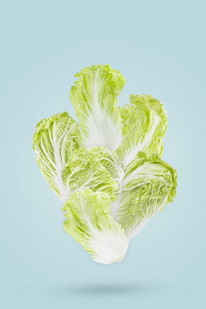 Lush green chinese cabbage with whole head and leaves levitation as art composition on blue background, closeup. Vegetarian diet antioxidant food for detox cooking, fitness diet, design.の写真素材