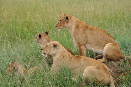 Lion in Kenyaの写真素材