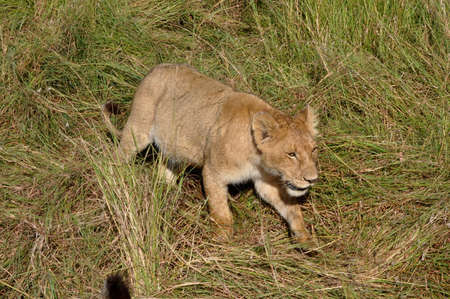 Lion in Kenyaの写真素材