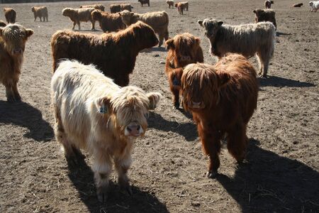 Highland cattle calves, Scotlandの写真素材