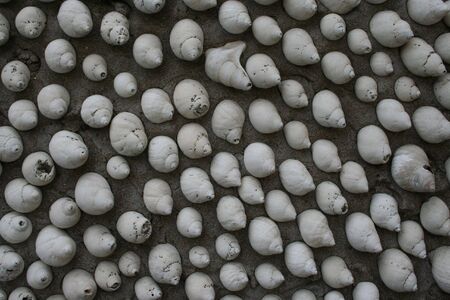 Wall covered in shells