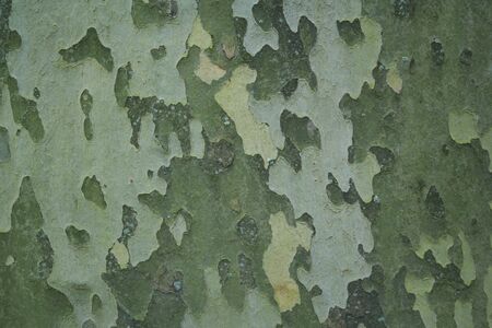 close up view of bark on tree trunk background