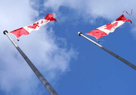 Looking up at group of Canadian flagsの写真素材