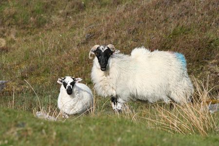 black faced sheep and lamb in countrysideの写真素材