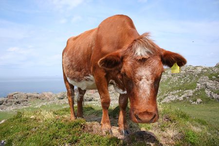 view of a curious brown cowの写真素材