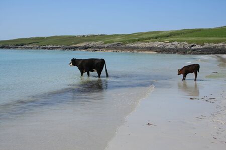 cow standing in sea with calf afraid of wavesの写真素材